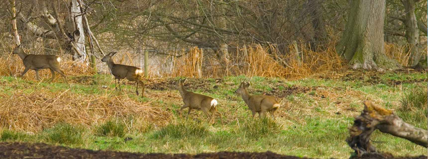 Wildlife Crime | Country Watch Dorset